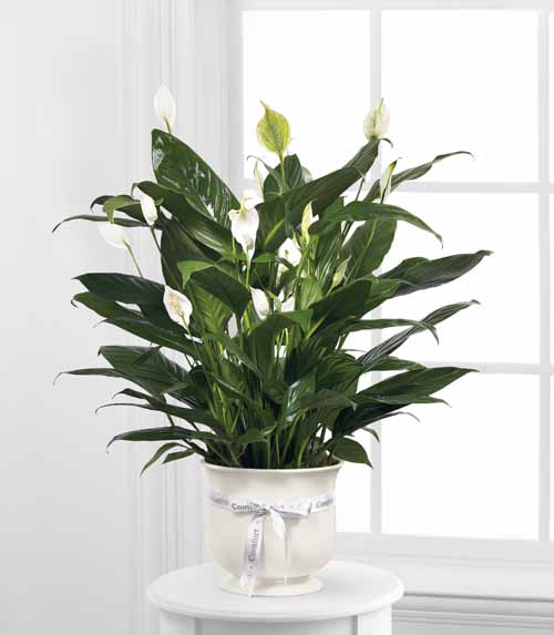 Comfort Planter Comfort Planter
